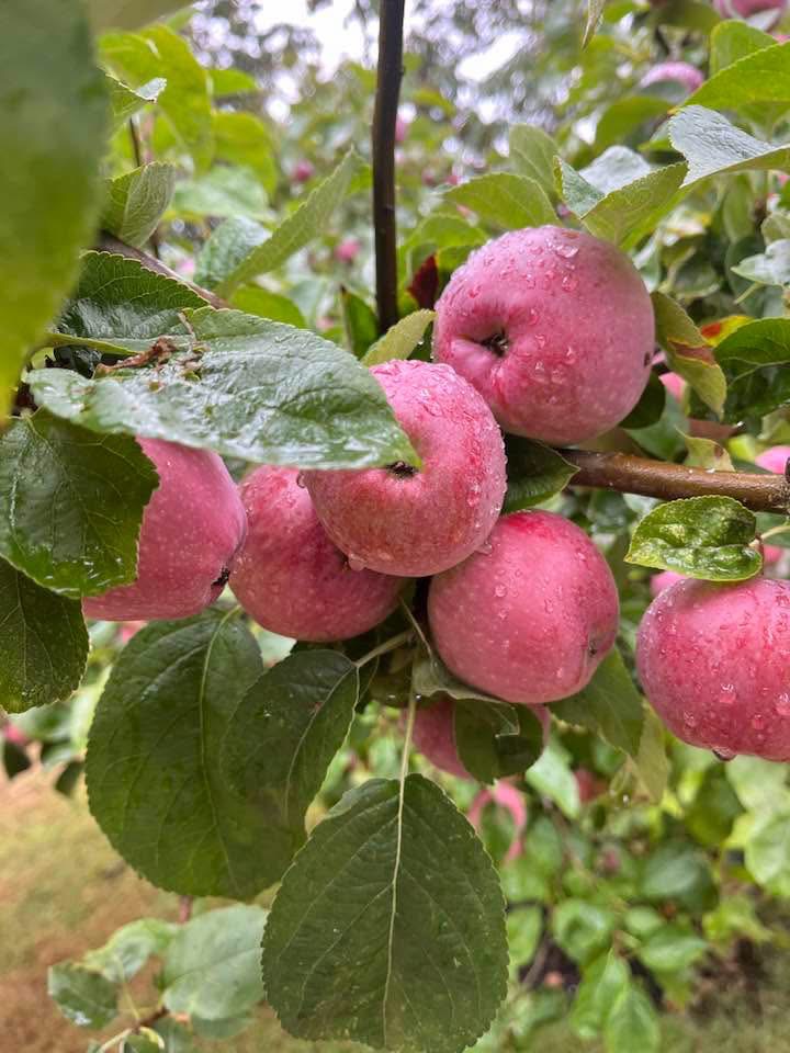 Fresh apples growing on the tree