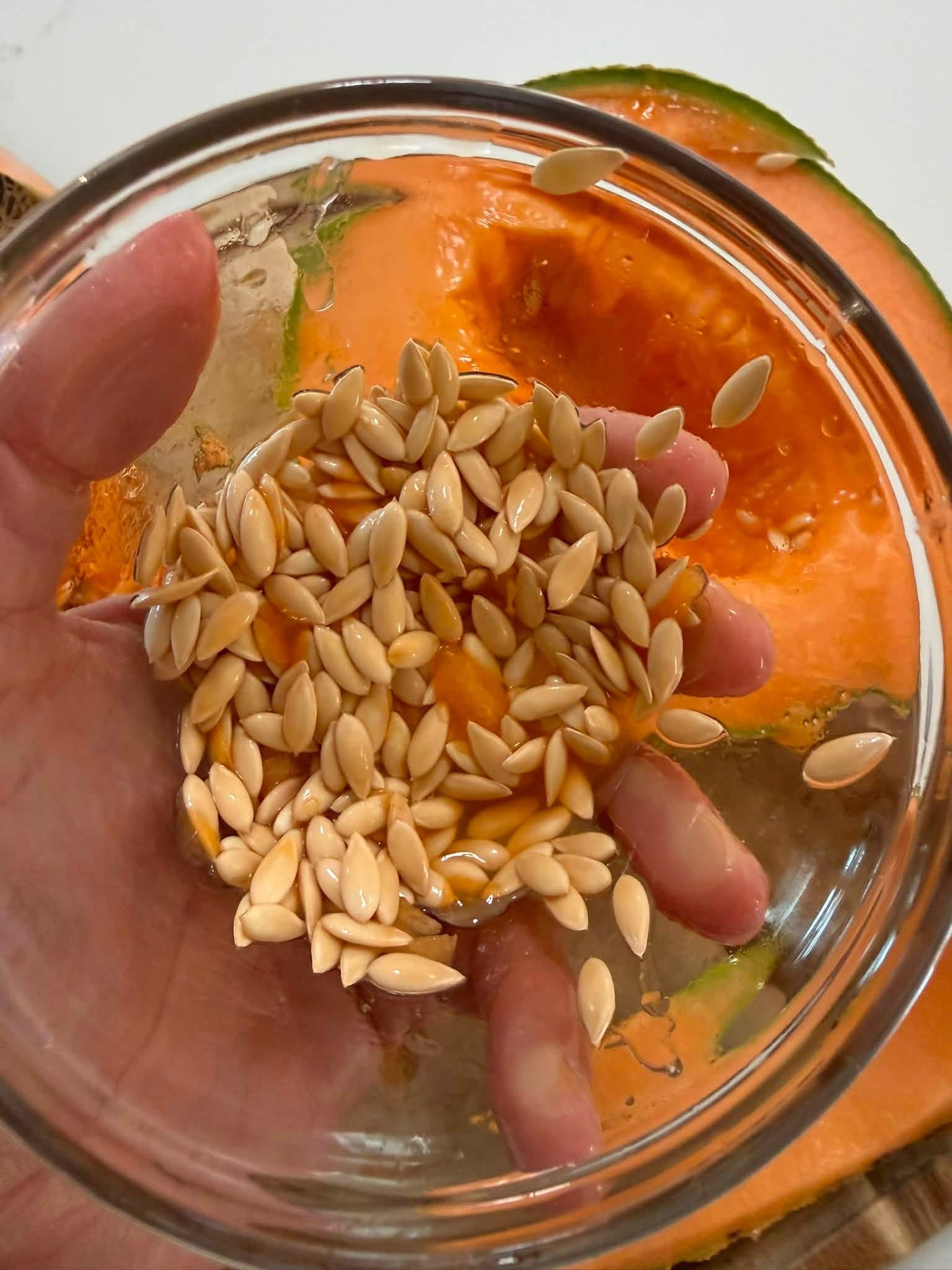 Fresh cantaloupe seeds