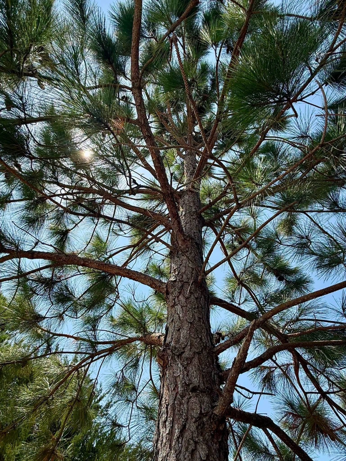 White pine tree